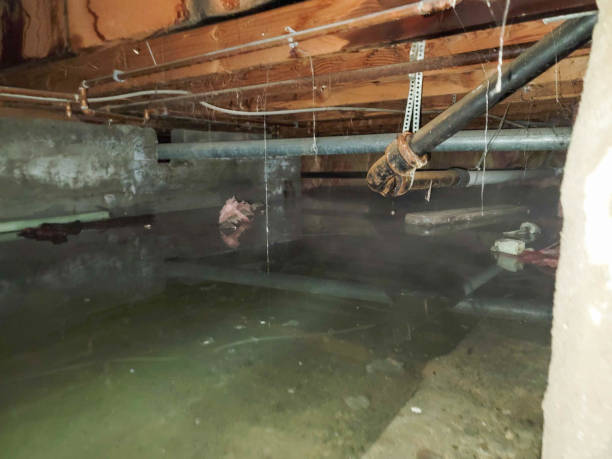 Best Carpet water damage restoration  in Newton, IL